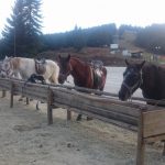 Χιονοδρομικό Κέντρο Περτουλίου