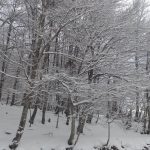 Χιονοδρομικό Κέντρο Βασιλίτας