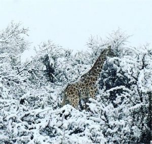 Χιόνια στην Ν. Αφρική